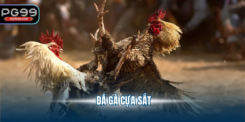 đá gà cựa sắt