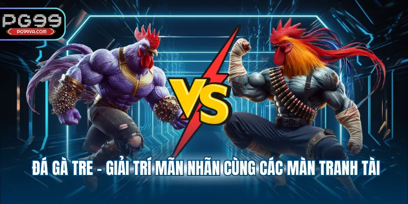 Đá gà tre - Giải trí mãn nhãn cùng các màn tranh tài