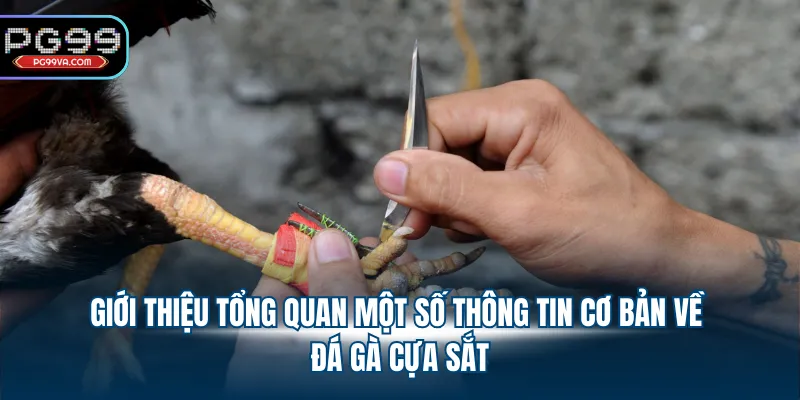 Giới thiệu tổng quan một số thông tin cơ bản về đá gà cựa sắt