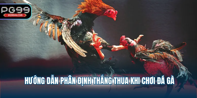 Hướng dẫn phân định thắng thua khi chơi đá gà